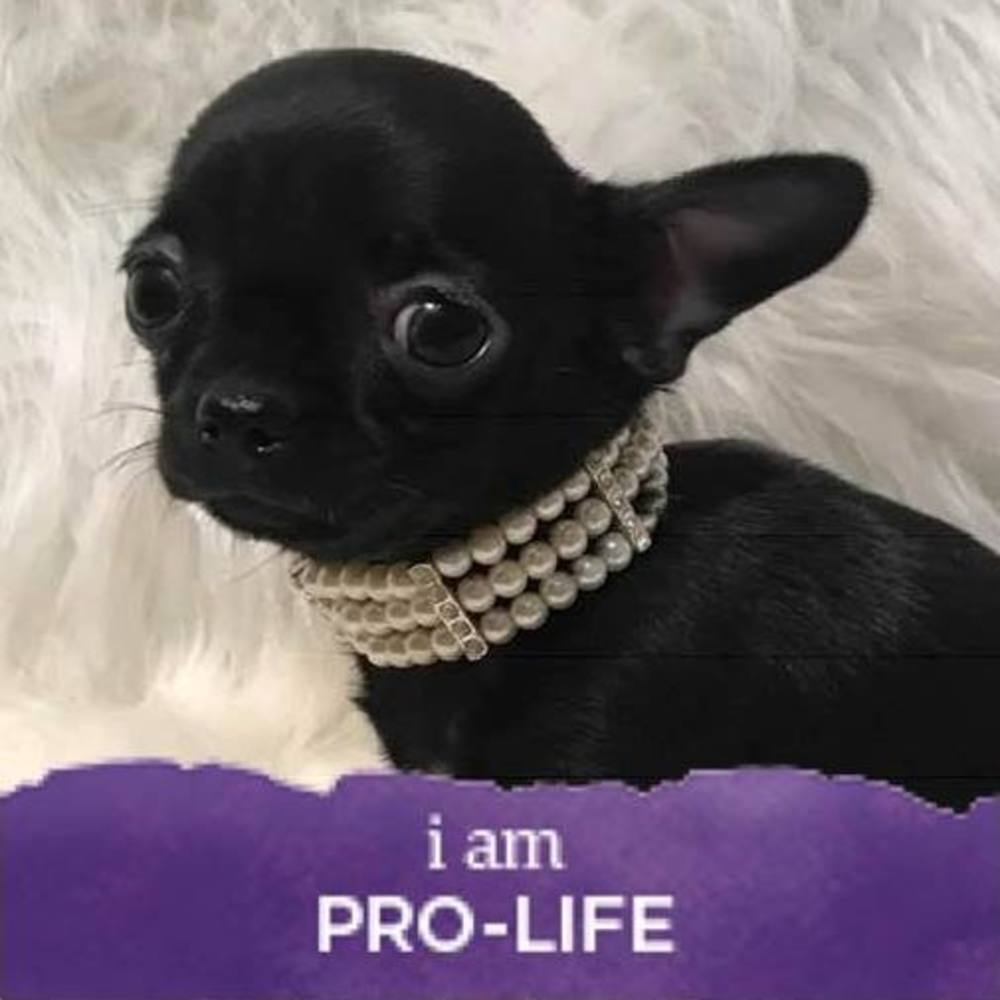 Meet your Posher, Pam